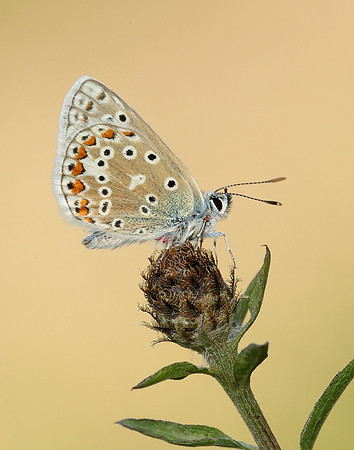 Common Blue Polyommatus icarus
