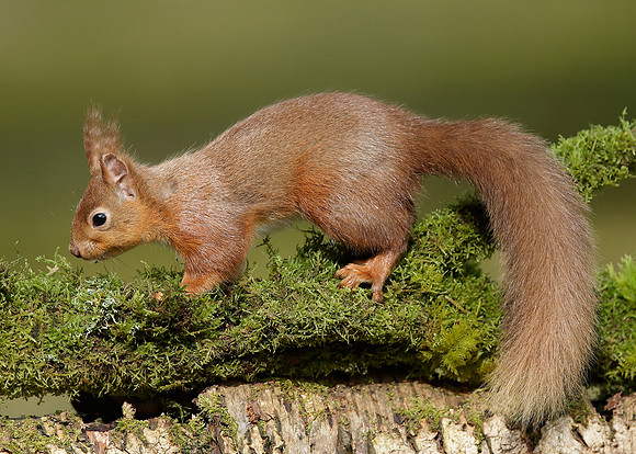 Red Squirrel Sciurus vulgaris