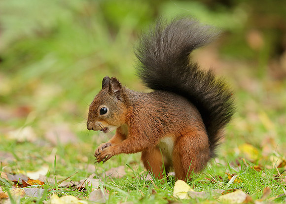 Red Squirrel Sciurus vulgaris