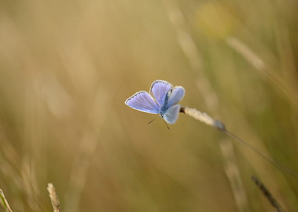 Common Blue Polyommatus icarus