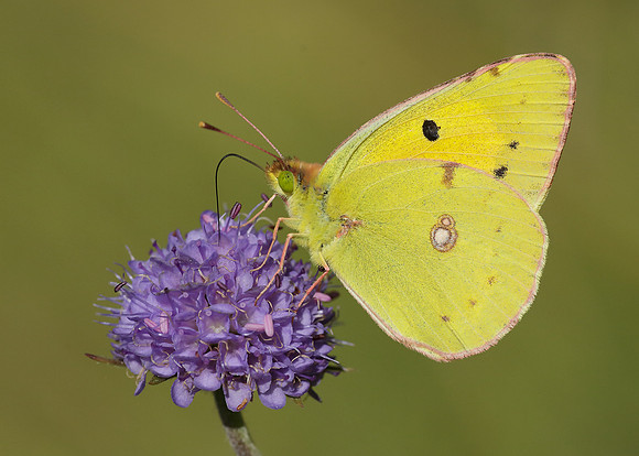 Clouded Yellow Colias croceus