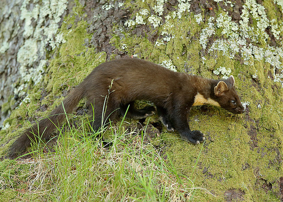 Pine Marten Martes martes