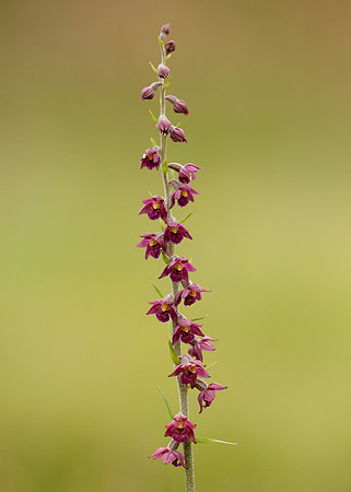 Dark Red Helleborine Epipactis atrorubens