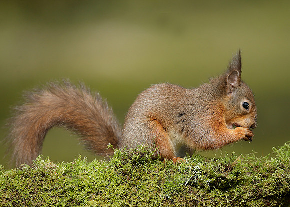 Red Squirrel Sciurus vulgaris