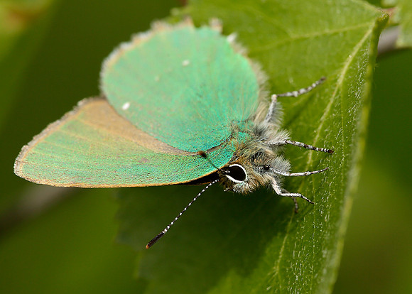 Green Hairstreak Callophrys rubi