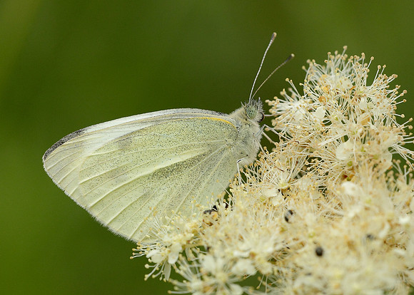 Small White Pieris rapae