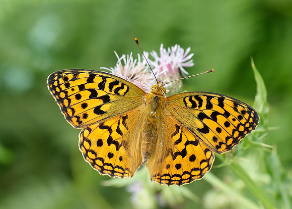 High Brown Fritillary Argynnis adippe