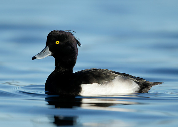 Tufted Duck Aythya fuligula