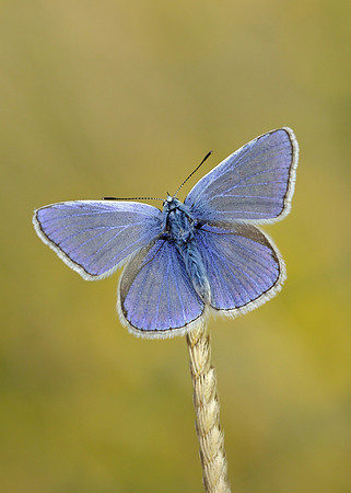 Common Blue Polyommatus icarus