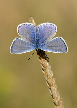 Common Blue Polyommatus icarus