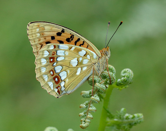 High Brown Fritillary Argynnis adippe