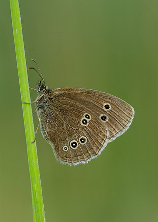 Ringlet Aphantopus hyperantus