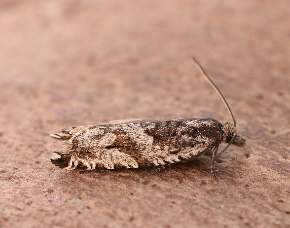 49.201 BF1117 Ancylis unguicella
