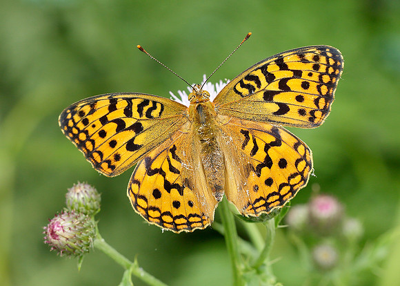 High Brown Fritillary Argynnis adippe