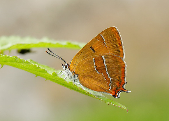 Brown Hairstreak Thecla betulae