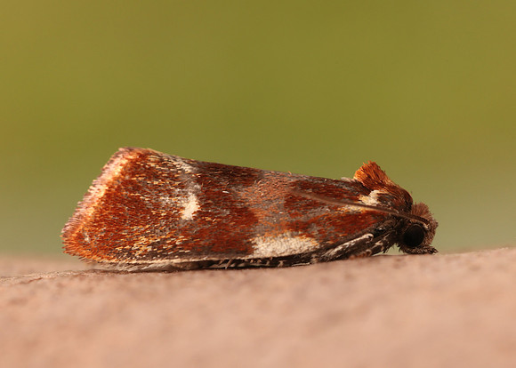 49.090 BF1015 Eulia ministrana