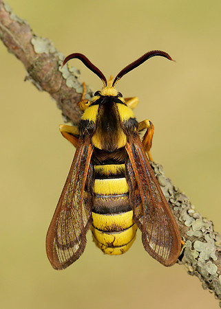 52.002 BF0370 Hornet Moth Sesia apiformis