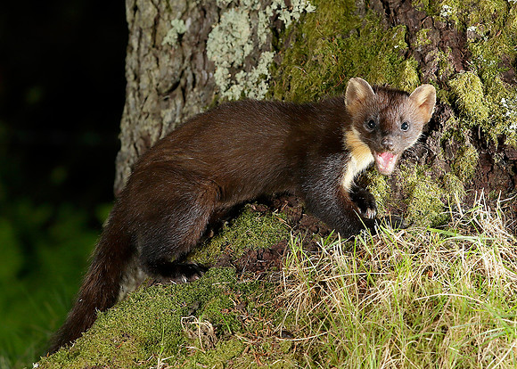 Pine Marten Martes martes