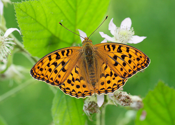 High Brown Fritillary Argynnis adippe