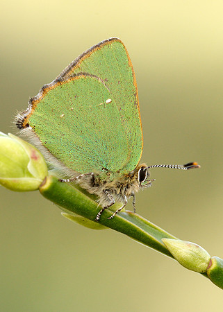 Green Hairstreak Callophrys rubi