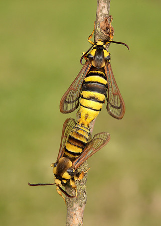 52.002 BF0370 Hornet Moth Sesia apiformis