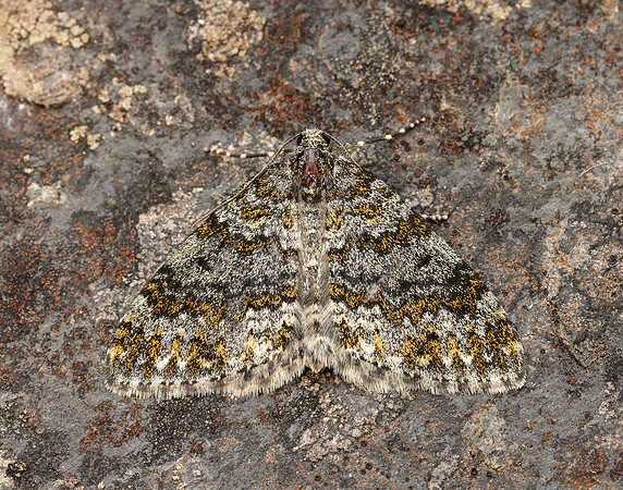 70.071 BF1743 Yellow-ringed Carpet Entephria flavicinctata