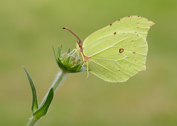 Brimstone Gonepteryx rhamni