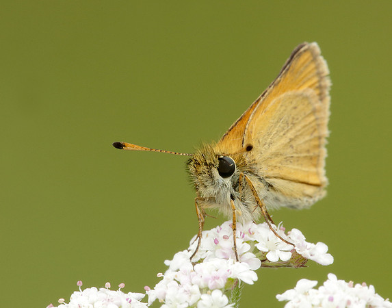 Essex Skipper Thymelicus lineola