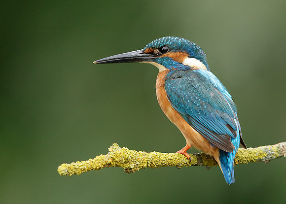 Kingfisher Alcedo atthis