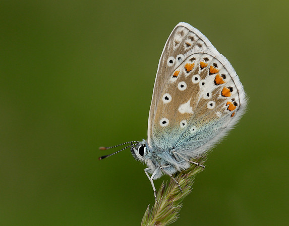 Common Blue Polyommatus icarus