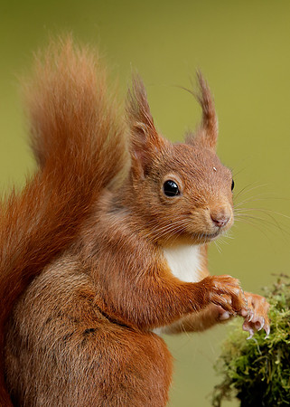 Red Squirrel Sciurus vulgaris
