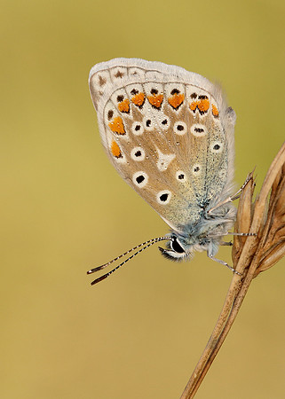 Common Blue Polyommatus icarus