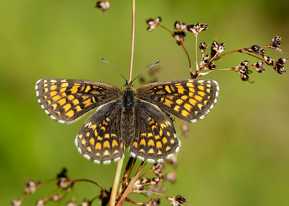 Heath Fritillary Melitaea athalia