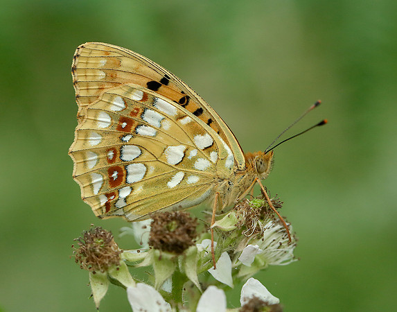 High Brown Fritillary Argynnis adippe