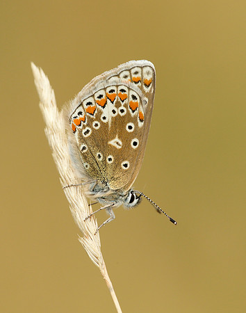 Common Blue Polyommatus icarus