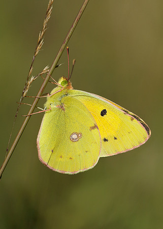 Clouded Yellow Colias croceus