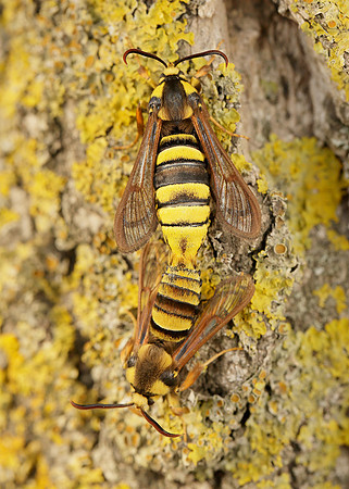 52.002 BF0370 Hornet Moth Sesia apiformis