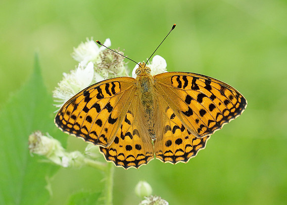 High Brown Fritillary Argynnis adippe