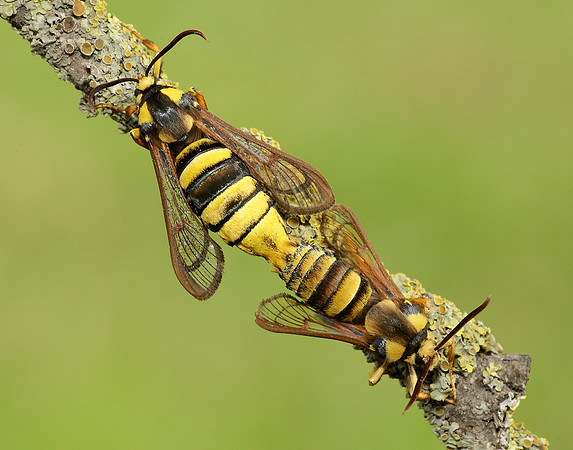 52.002 BF0370 Hornet Moth Sesia apiformis