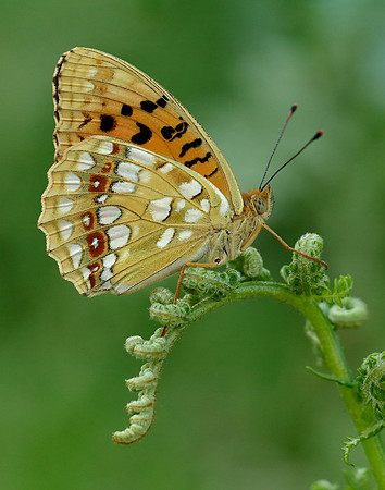 High Brown Fritillary Argynnis adippe