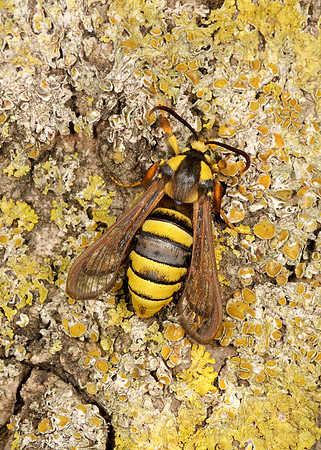 52.002 BF0370 Hornet Moth Sesia apiformis
