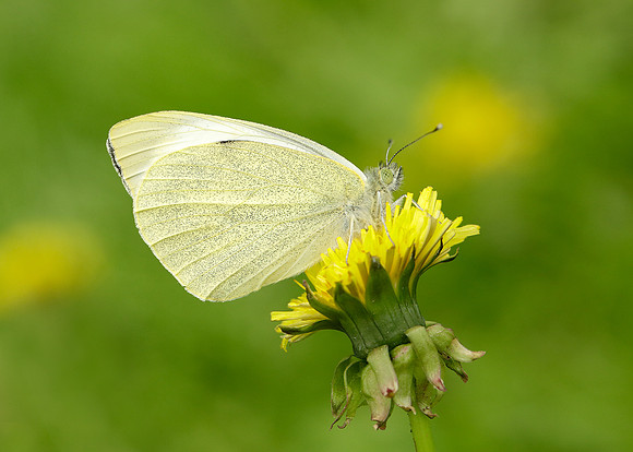 Large White Pieris brassicae