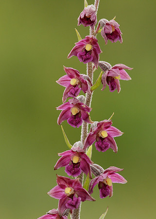 Dark Red Helleborine Epipactis atrorubens