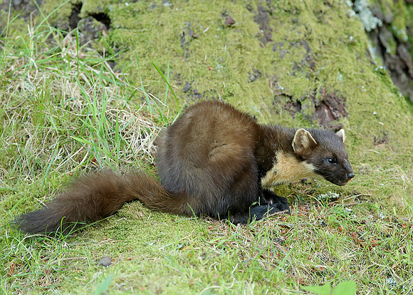 Pine Marten Martes martes