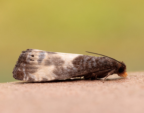 49.292 BF1174 Notocelia cynosbatella