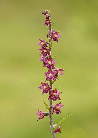 Dark Red Helleborine Epipactis atrorubens