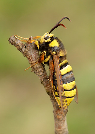 52.002 BF0370 Hornet Moth Sesia apiformis