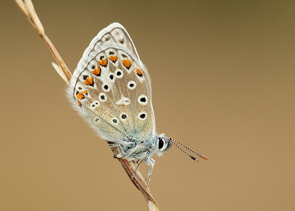 Common Blue Polyommatus icarus