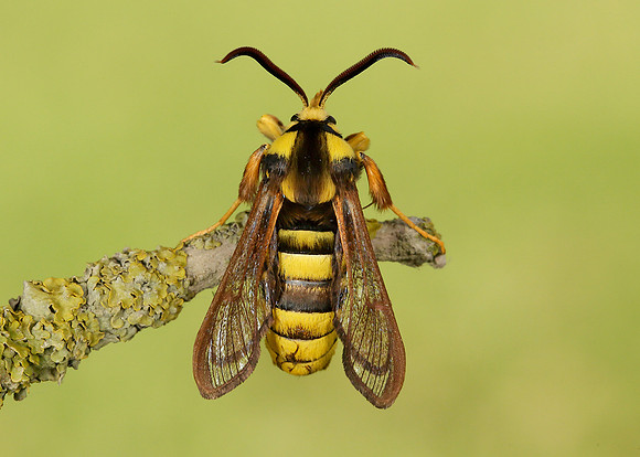 52.002 BF0370 Hornet Moth Sesia apiformis