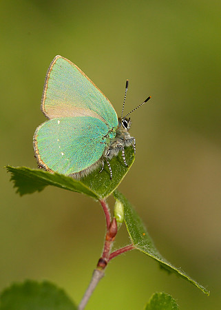 Green Hairstreak Callophrys rubi